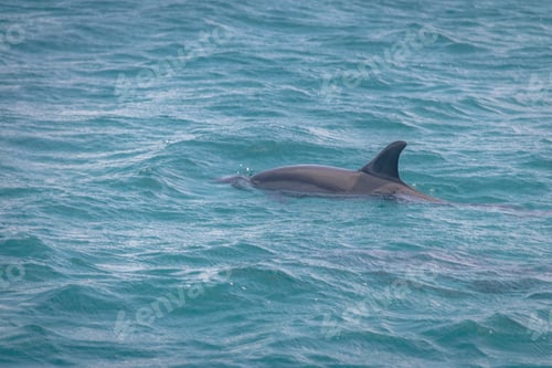 Preview: Dolphins swimming in the inner sea - Fernando de Noronha, Pernambuco, Brazil