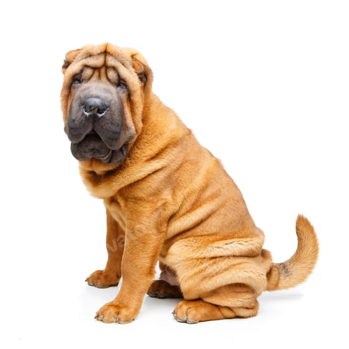 Preview: beautiful shar pei puppy