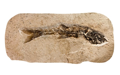 Preview: fossilized skeletal remains of fish