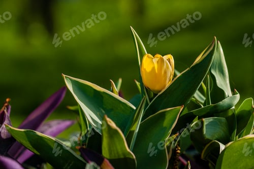 Preview: Macro of yellow tulips on a background of green grass