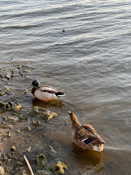 Preview: Two Ducks Swimming in Shallow Water near Shoreline