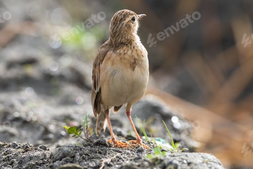 Preview: Small bird on rocky ground