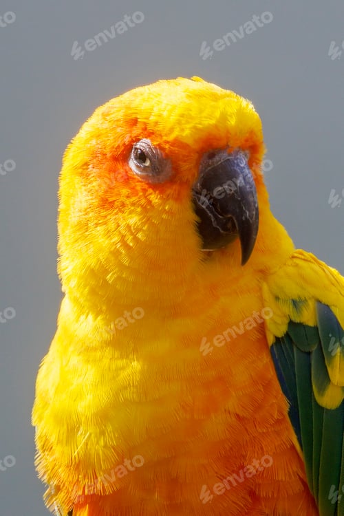 Preview: The sun parakeet (Aratinga solstitialis), sun conure perching on branch.