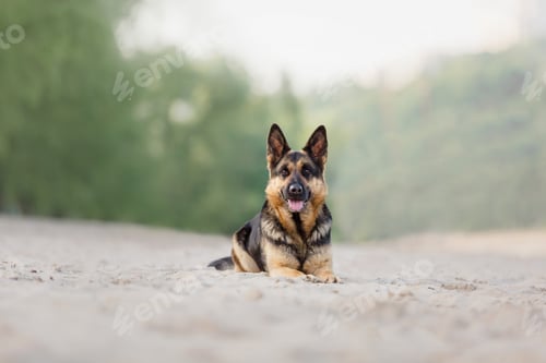 Preview: Portrait of a German shepherd dog. Dog outdoor. Purebred dog.
