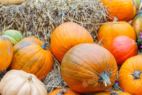 Preview: Stack Of Colorful Of Orange Pumpkins And Gourds On Dry Straw Background, Autumn Harvest Season