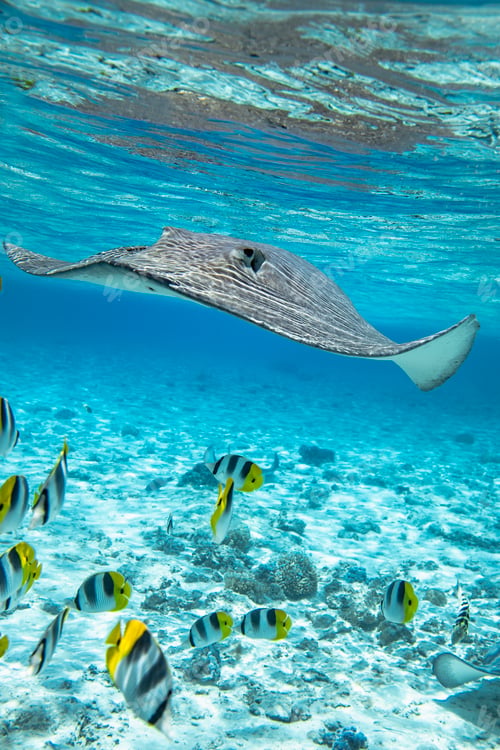 Preview: Stingray and Tropical Fish in Rarotonga Lagoon