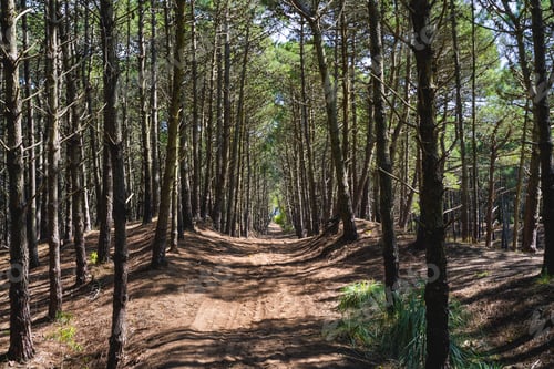 Preview: View of a path under the trees inside a forest
