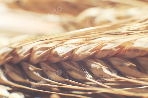 Preview: rye spike closeup. rye spike background. rye ears macro