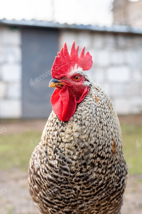 Preview: Speckled rooster with red comb in outdoor farm setting