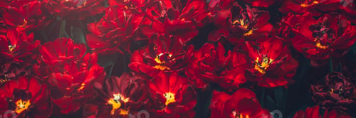 Preview: Flowerbeds of blossoming tulips