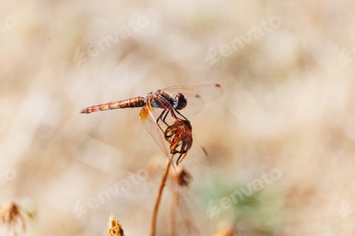 Preview: Macro shot of an orange dragonfly sitting on a flower