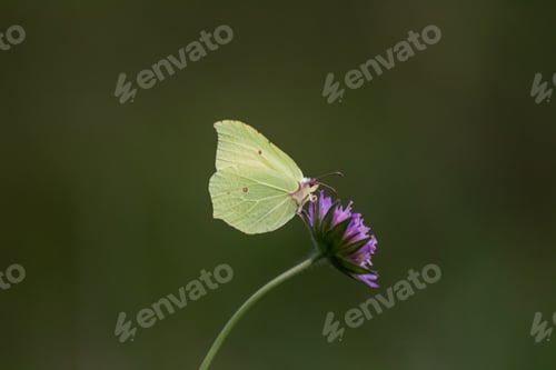 Preview: Butterfly and a flower