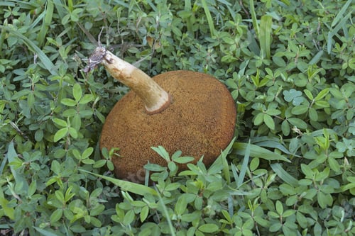 Preview: Suede Bolete Mushroom (Xerocomus Subtomentosus). Called Brown And Yellow Bolete, Boring Brown