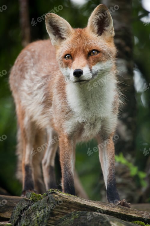 Preview: Red Fox (Vulpes vulpes)
