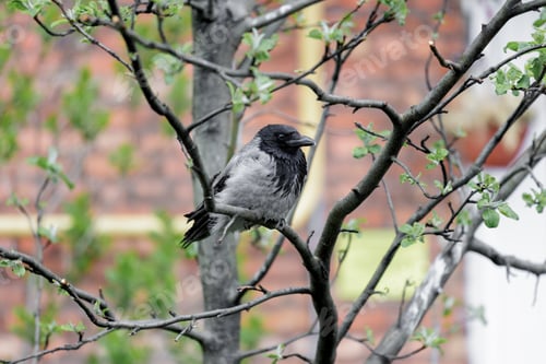 Preview: crow chick is sitting on a tree against the background of a brick house. wildlife in the city