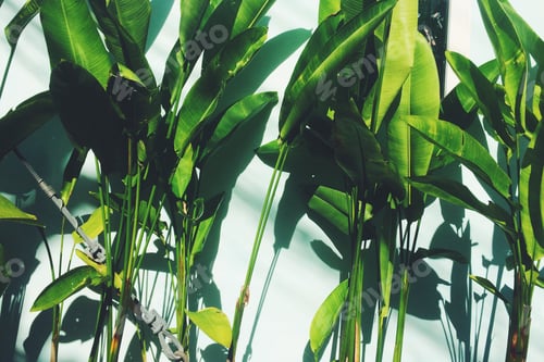 Preview: Exotic plants background