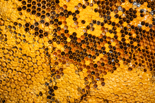 Preview: Close-Up Of Honey Bee Comb,honeycomb pattern with Bee nest