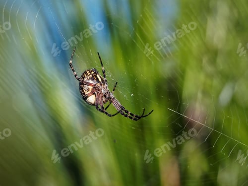 Preview: Spider on its web with blurred green background