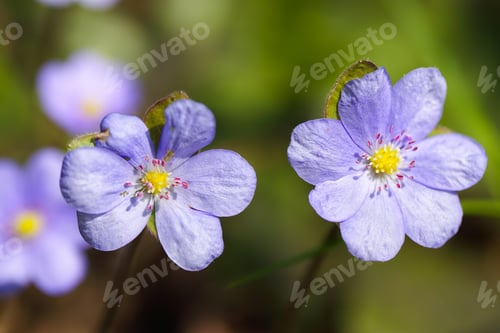 Preview: Gorgeous view of round-lobed hepatica flower.