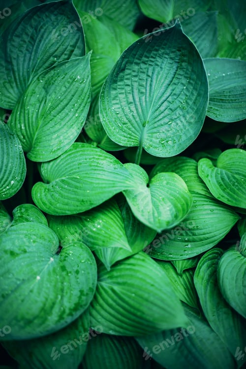 Preview: Nature concept. Top view. Green leaves texture. Tropical leaf background