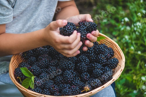Preview: The child holds in his hands a wooden bowl with black raspberries in the garden in summer.