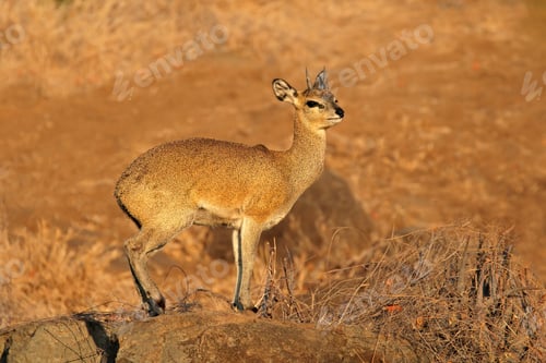 Preview: Klipspringer antelope on a rock