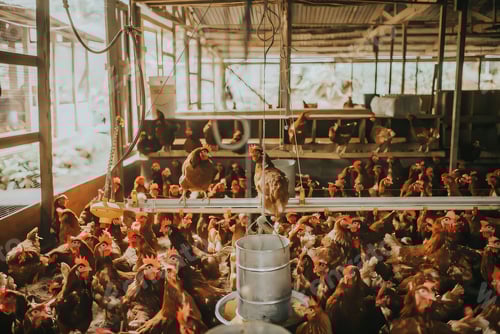 Preview: Bustling chicken farm in spacious indoor setting.