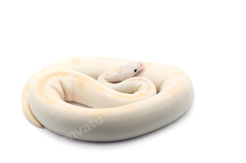 Preview: The royal python isolated on white background