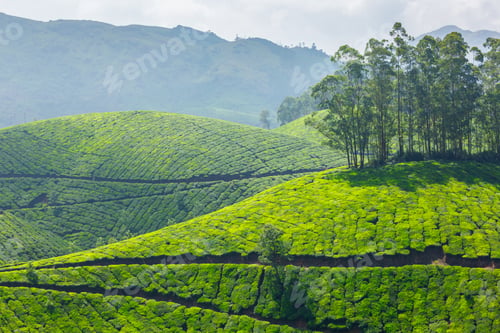 Preview: Tea plantations