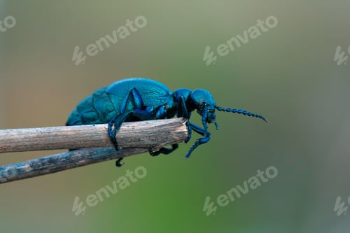 Preview: Close up of black oil beetle (Meloe proscarabaeus) perched on a wood stick