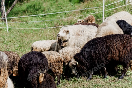 Preview: Sheep and rams grazing on green field, wool farming and mountain flock