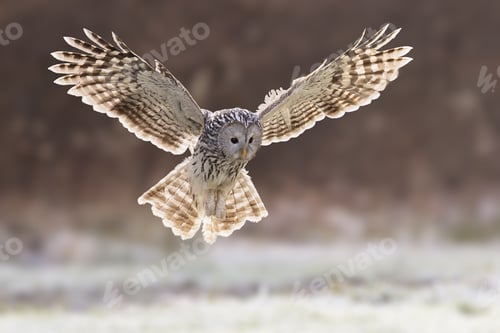 Preview: Majestic Owl in Flight