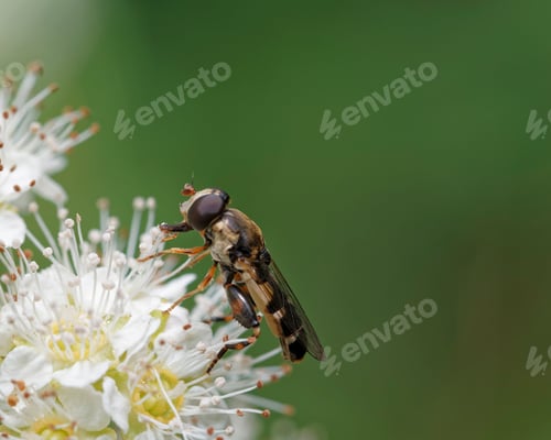 Preview: hick-legged hover fly
