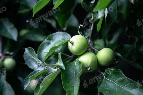 Preview: Close-up, a branch with green apples on a tree.