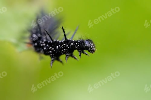 Preview: Macro shot of a peacock eye caterpillar on green leaves in a garden