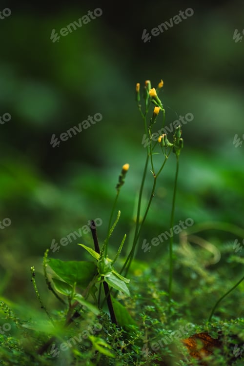 Preview: Nature Vibrant Green Leaves and Fresh Foliage Forest, Conservation Ecology