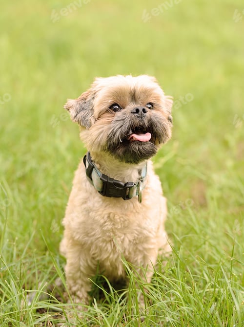 Preview: dog, bichon, puppy, dogs, hairy, pet