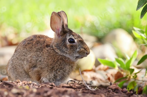 Preview: a rabbit that is sitting in the dirt outside of the building
