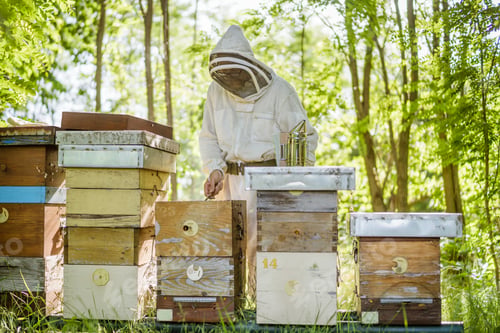 Preview: Beekeeping