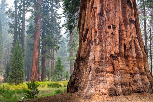 Preview: Giant Sequoia trees in Mariposa Grove, Yosemite Park