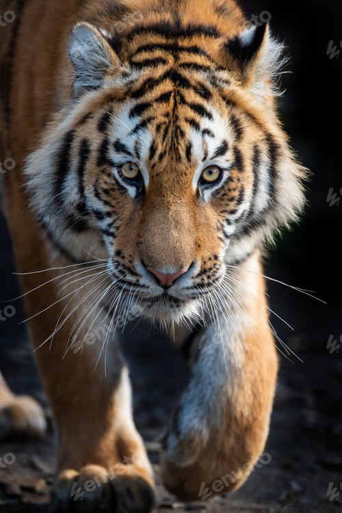 Preview: Close up view portrait of a Siberian tiger