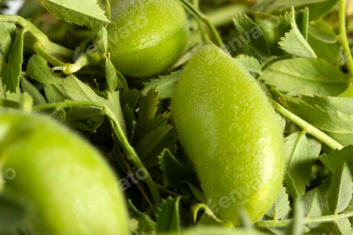 Preview: fresh green chickpeas close up