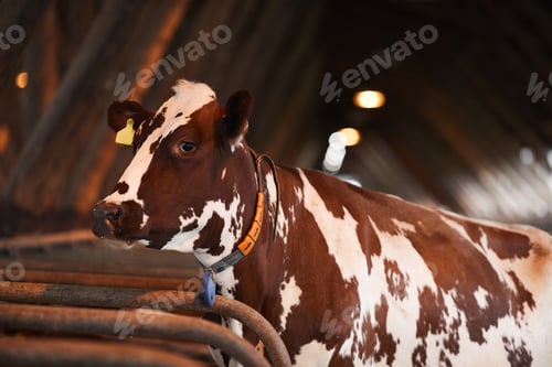 Preview: Beautiful Spotted Cow at Farm
