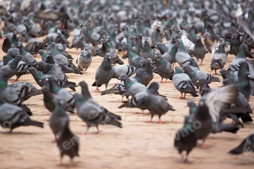 Preview: A flock of pigeons in the street