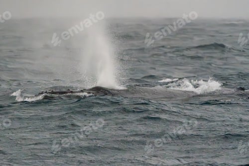 Preview: Humpback whale migrating north tor the winter months