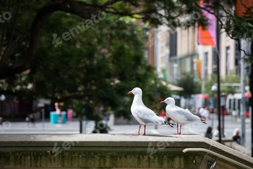 Preview: Birds in the city