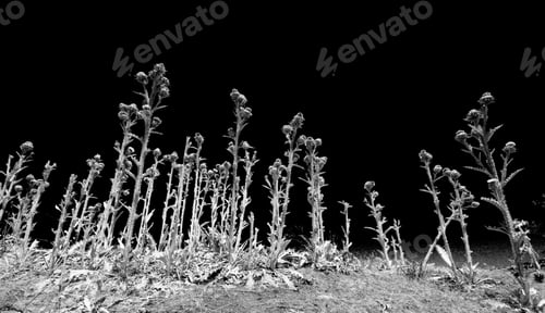 Preview: black and white thistles