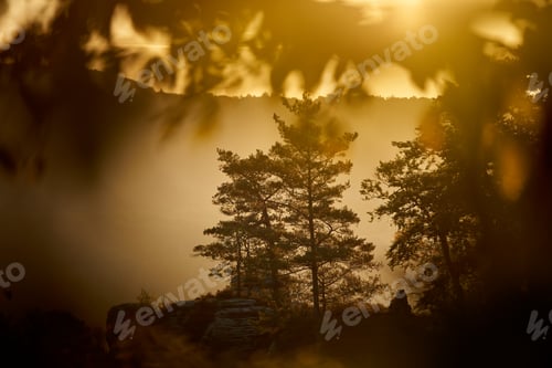 Preview: Pine trees on the cliff at dawn