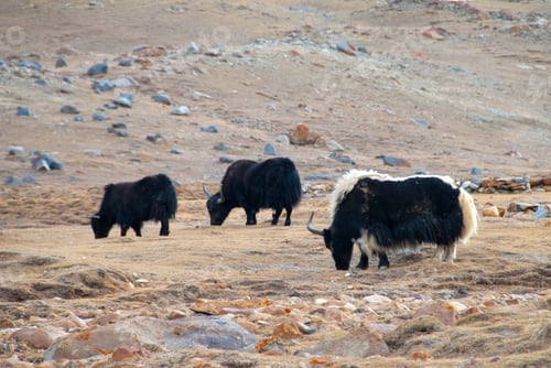 Preview: Livestock on himalayas landscape, Ladakh, India.