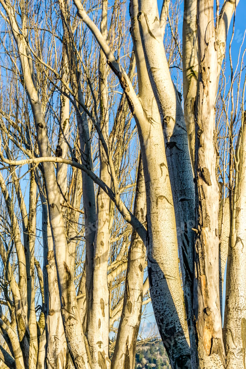 Preview: Bare Trees And Branches At Seward Park In Seattle, Washington.